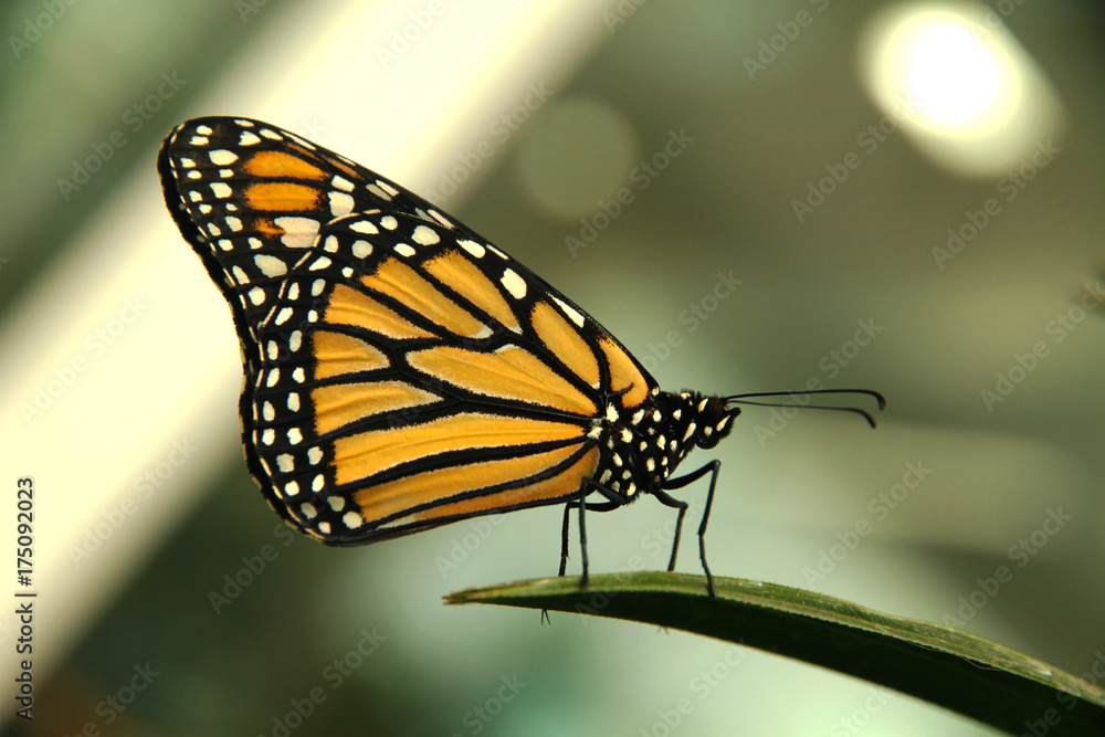 Fototapeta premium Sideways