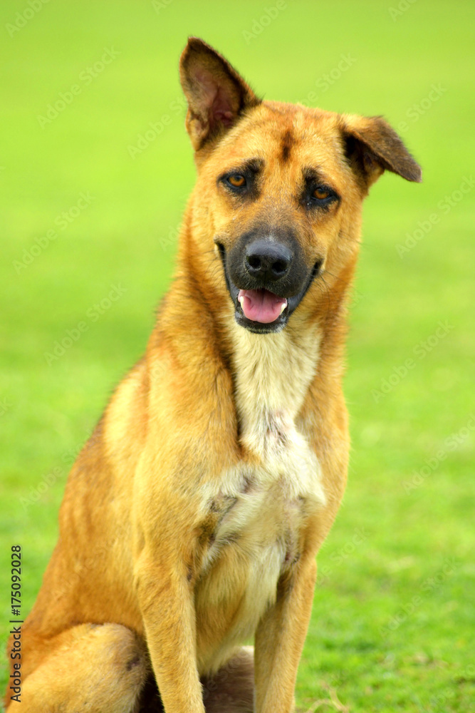 Homeless dog looking at camera