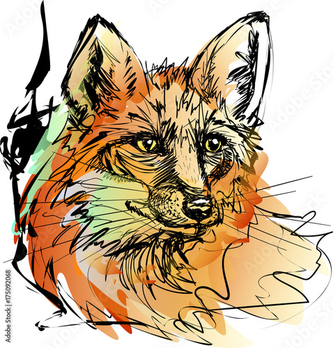 Vector illustration of a red fox. Imitation of ink and watercolor.