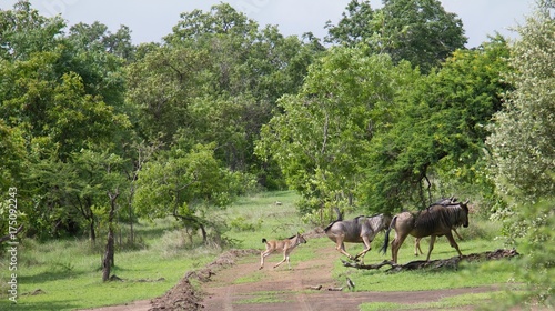 Group of wildebeests and calves seen during a safari at the Selous Game Reserve  Tanzania  Africa 