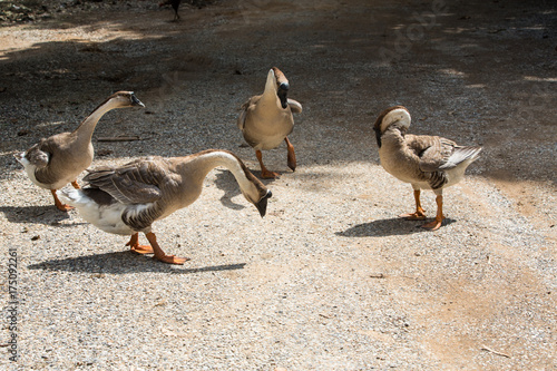 Geese are walking in farm