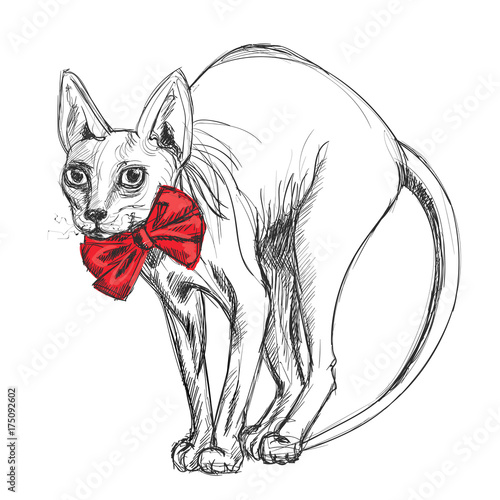 Sphynx cat in a smart red bow.