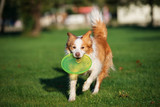 happy border collie dog with a flying disc