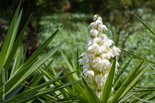 Yucca Gigantea -  Flor de Itabo photo