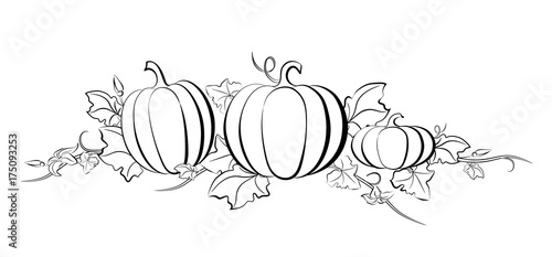 Pumpkin vector drawing set