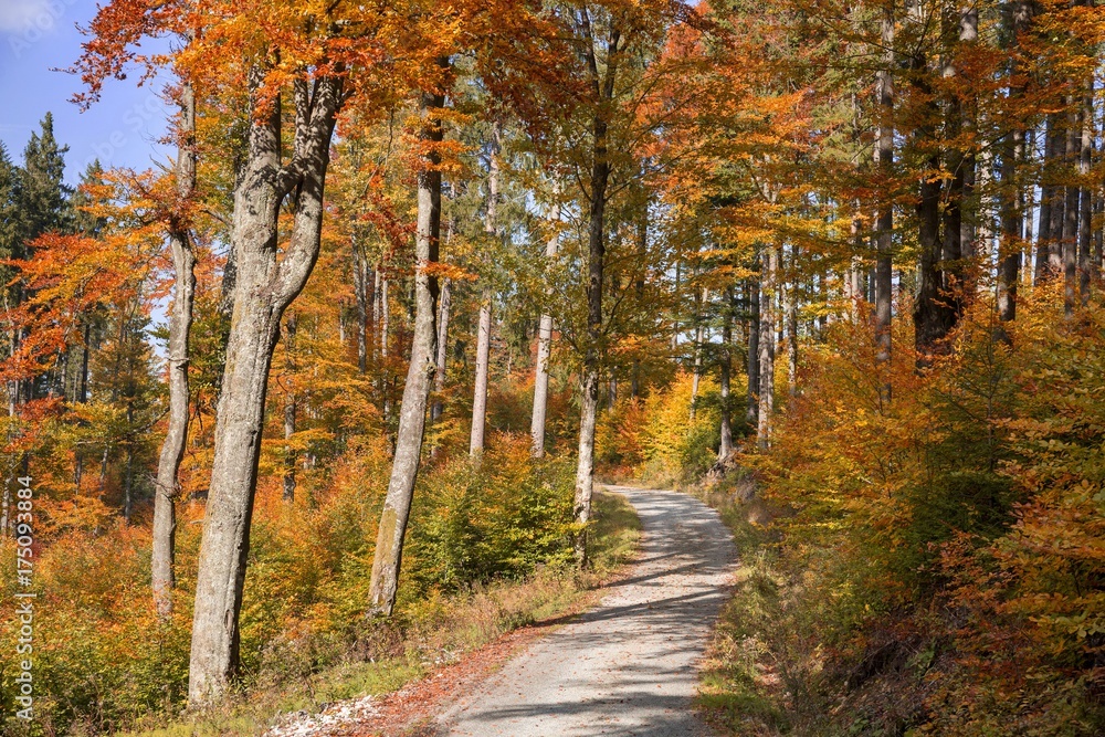 Autumn road in the forrest Autumn road in the forrest