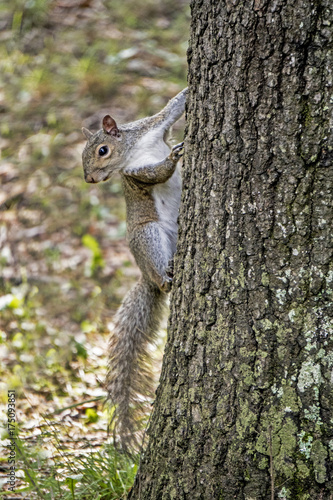 Gray Squirrel climbing a tree is curious.