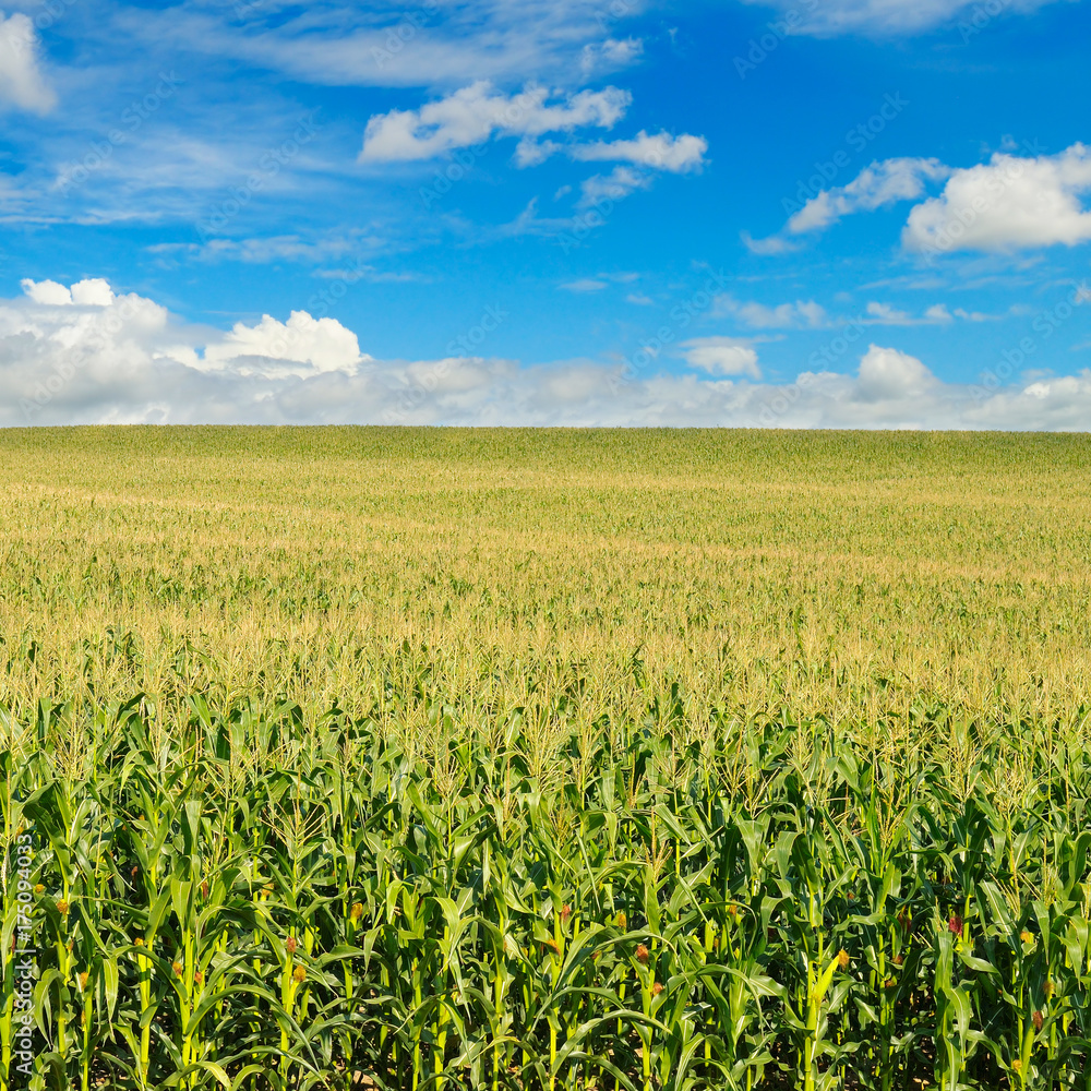 green field and blue sky green field and blue sky