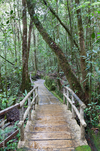 Wooden path in a tropical forest  Kinabalu Park  Borneo