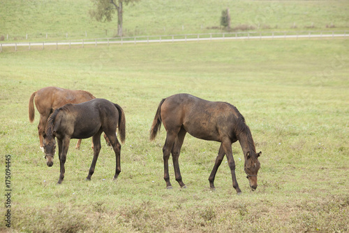 Three Thoroughbred weanlings graze in a green Kentucky pastre.