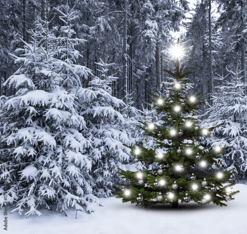 Weihnachtsbaum im Winterwald StockFoto Adobe Stock