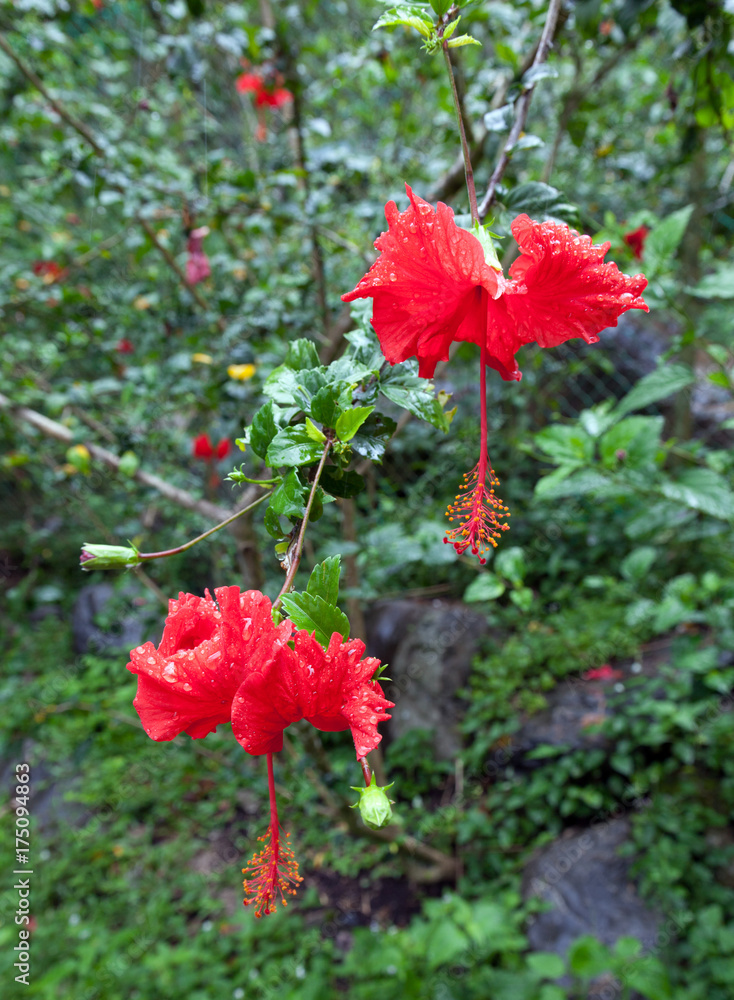 Close up of red flowers in the rainforest of Kinabalu Park, Borneo