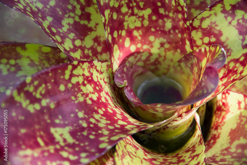 green leave with red spot