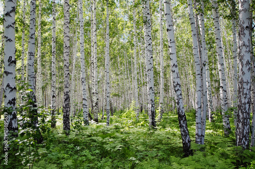 Fototapeta Naklejka Na Ścianę i Meble -    Russian birch forest is clean and light after the rains in the bright sun