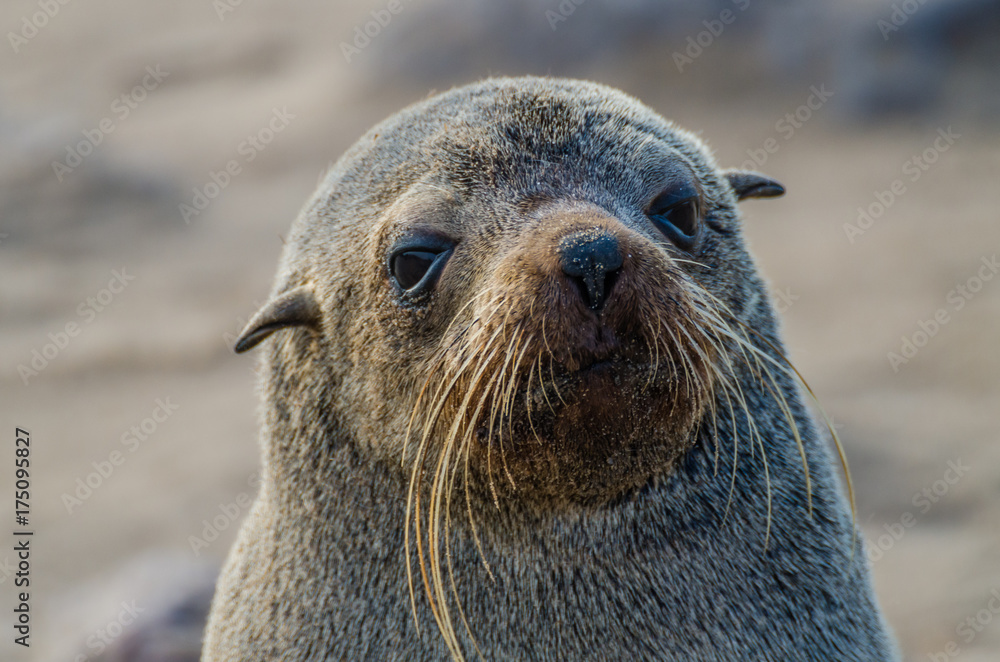 Portrait of beautiful South African fur seal at large seal colony, Cape Cross, Namibia, Southern Africa Portrait of beautiful South African fur seal at large seal colony, Cape Cross, Namibia, Southern Africa