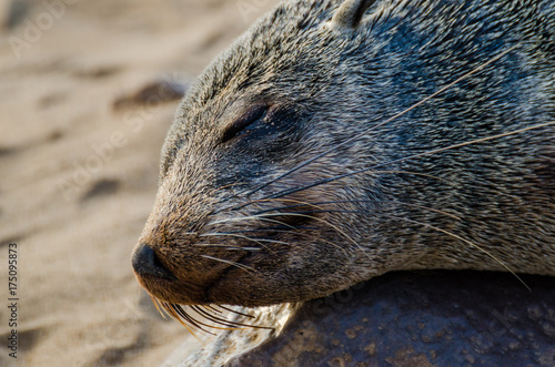 Portrait of beautiful South African fur seal at large seal colony, Cape Cross, Namibia, Southern Africa