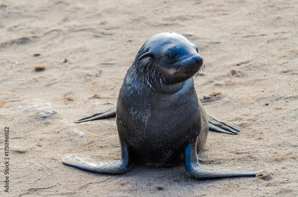 Fototapeta premium Portrait of beautiful South African fur seal at large seal colony, Cape Cross, Namibia, Southern Africa