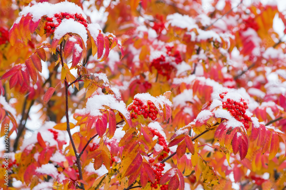 Mature mountain ash with red leaves covered with snow Mature mountain ash with red leaves covered with snow