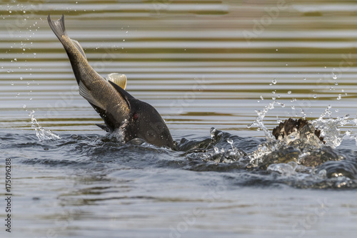 Common Loon swallowing a huge White Sucker in late summer - Ontario, Canada