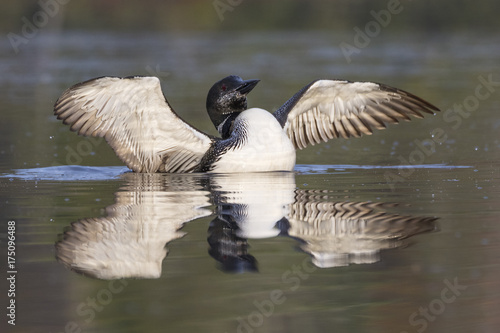 фотографія Common Loon in partial molt flapping its wings after preening in late summer - O