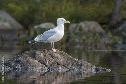 Adult Herring Gull perched on a rock - Ontario, Canada © Brian Lasenby