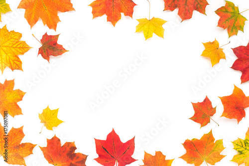 Autumn background. Frame made of colorful maple autumn leaves on white background. Flat lay  top view  copy space