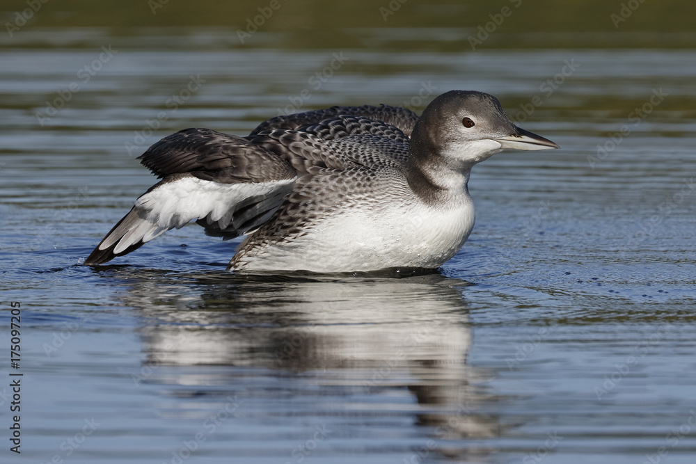 A two-month old Common Loon chick  flaps its wings after preening in late summer - Ontario, Canada