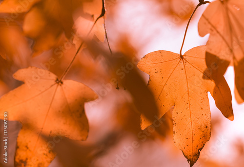  Blätter im Herbst - Ahorn