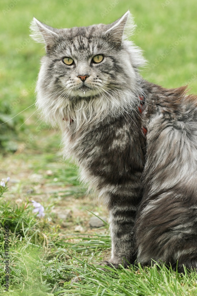 beautiful maine coon in nature