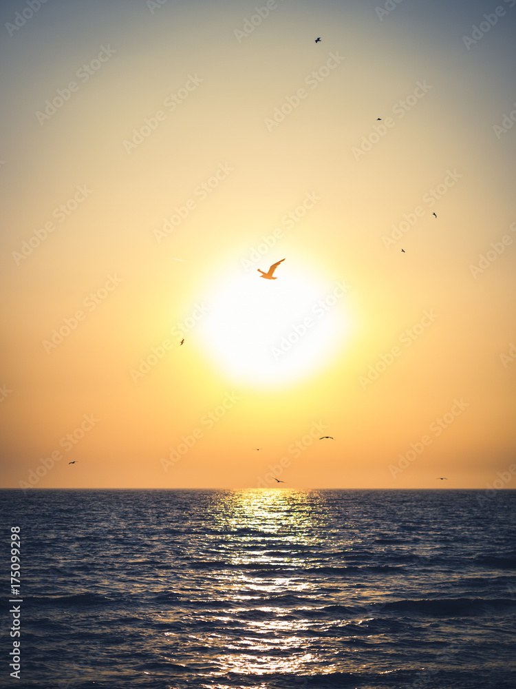 Seagulls flying over sea during sunset Seagulls flying over sea during sunset