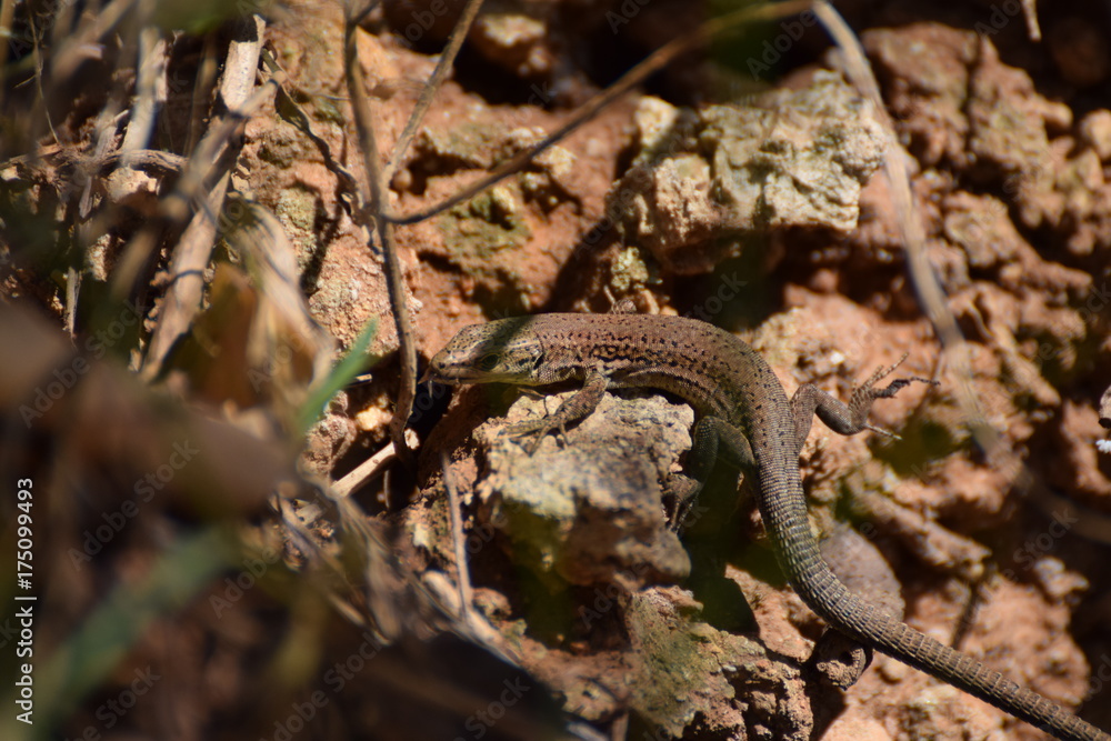Little lizard on a rock wall in Barcelona, Spain Little lizard on a rock wall in Barcelona, Spain
