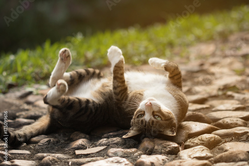 Cute cat rolling on floor