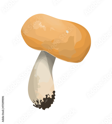 Isolated edible boletus.