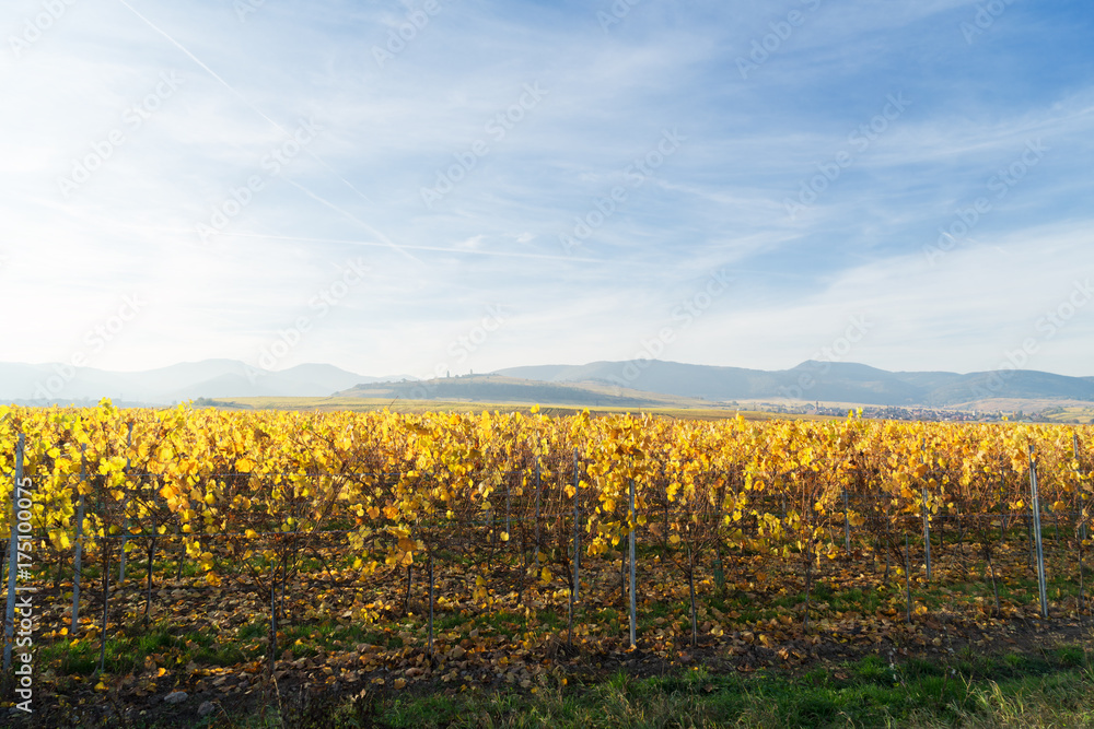 Landscape with fall vineyards of Route des Vin, France, Alsace