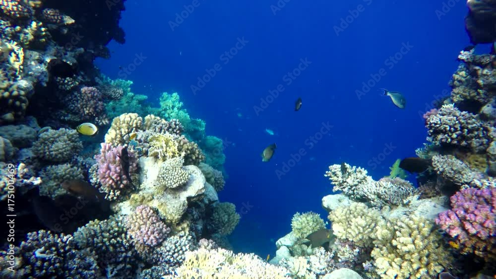 Diving. Coral reef and beautiful fish. Underwater life in the ocean. Tropical fish on coral reefs. Diving. Coral reef and beautiful fish. Underwater life in the ocean. Tropical fish on coral reefs.