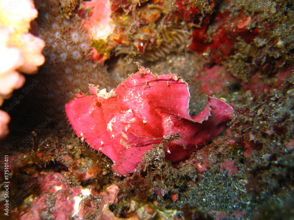 Schaukelfisch StockFoto Adobe Stock
