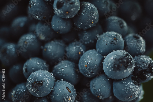 Close up, berries of dark bunch of grape with water drops in low light isolated on black background photo
