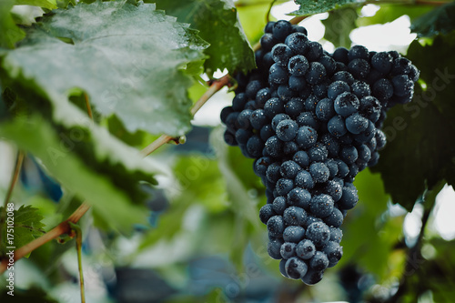 Blue grapes for winemaking. Grapes on a branch. Grapes in the vineyard. Vineyards italy.