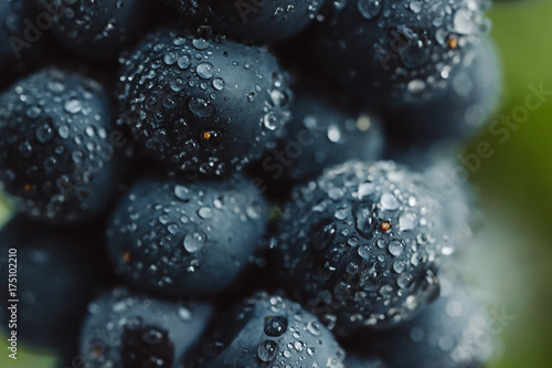 Close up, berries of dark bunch of grape with water drops in low light isolated on black background photo