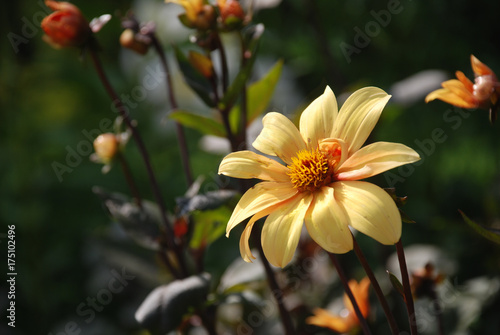 Yellow Flower in Garden