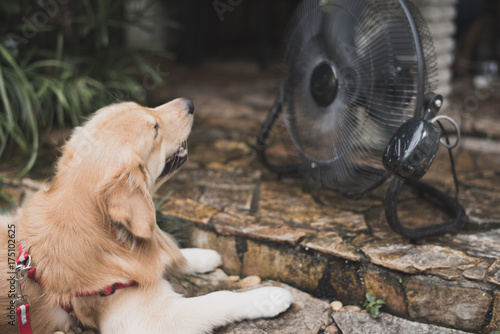 golden retriever with blurry background fan cooling.