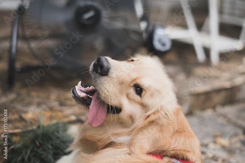 golden retriever with blurry background fan cooling.