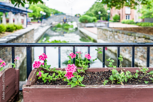 Frederick, USA Carroll Creek in Maryland city park with canal and flowers on bridge in summer photo
