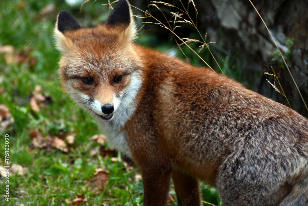 Fototapeta premium Red fox in the woods of Romania 