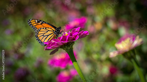 A monarch butterfly on a pink zinnia on a sunny autumn afternoon
