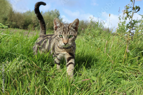 getigerte Hauskatze auf einer Wiese im Freigang photo