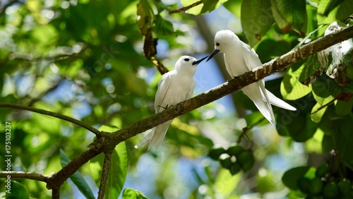 Sterne blanche ou sterne paradis ou sterne d'ange ou stupide blanc ou gogos Alba, île Cousin, Seychelles, série