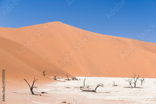 The scenic Sossusvlei and Deadvlei  clay and salt pan with braided Acacia trees surrounded by majestic sand dunes. Namib Naukluft National Park  must see and travel destination in Namibia.