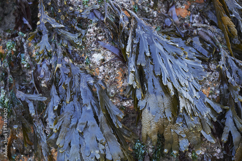 Serrated Wrack (Fucus serratus) seaweed. Wales, UK. photo
