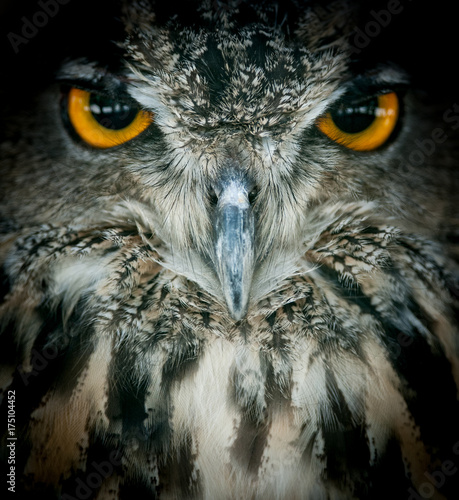 eagle owl portrait closeup 